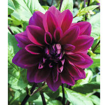 Prim-plan cu o singură floare de dalie roșu închis