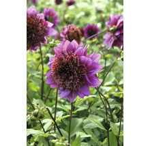 Prim-plan cu o dalie violet în grădină.