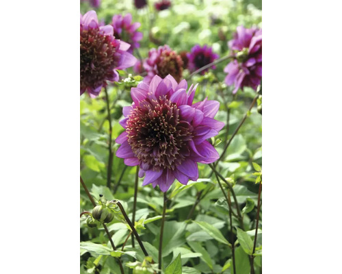 Prim-plan cu o dalie violet în grădină.