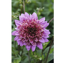 Prim-plan cu o dalie violetă în grădină