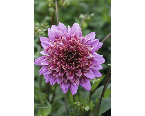 Prim-plan cu o dalie violetă în grădină