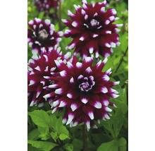 Prim-plan cu flori de dalie în grădină