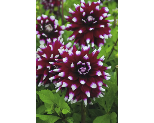 Prim-plan cu flori de dalie în grădină