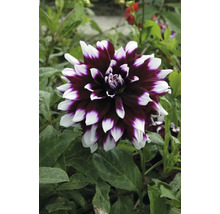 Prim-plan cu o dalie cu petale bicolore în grădină