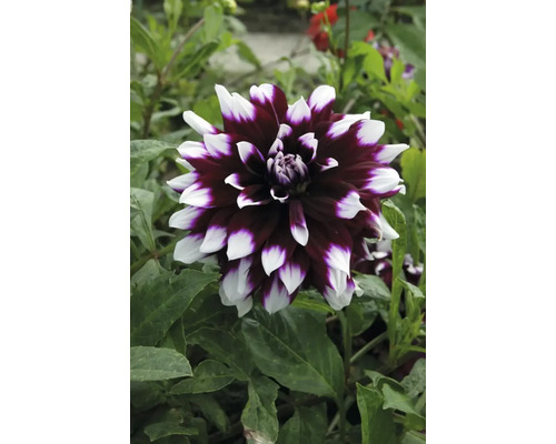 Prim-plan cu o dalie cu petale bicolore în grădină