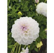 Prim-plan cu o dalie albă în grădină