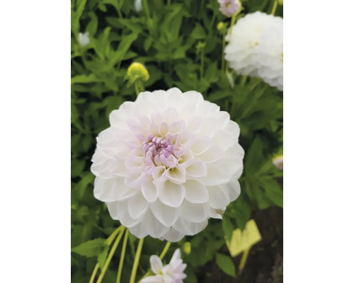 Prim-plan cu o dalie albă în grădină