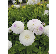 Prim-plan cu dalii albe în grădină.