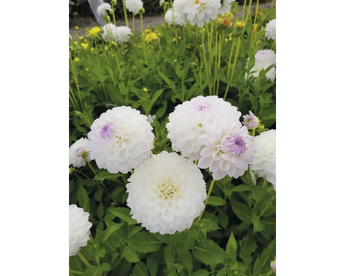 Prim-plan cu dalii albe în grădină.