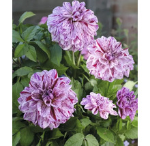 Prim-plan cu flori de dalie cu petale pătate și frunze verzi