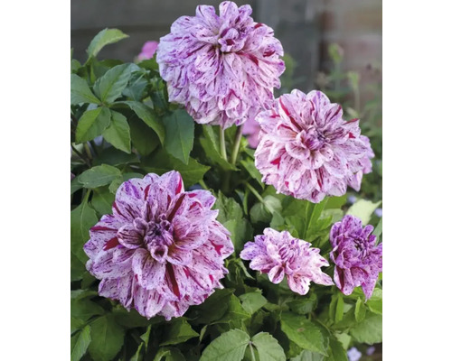 Prim-plan cu flori de dalie cu petale pătate și frunze verzi