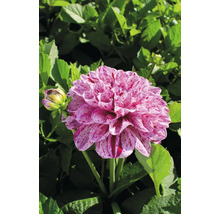 Prim-plan al unei dalii cu petale pătate pe un fundal de frunze verzi