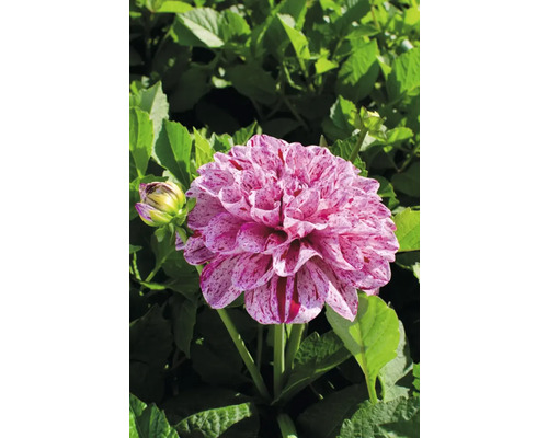 Prim-plan al unei dalii cu petale pătate pe un fundal de frunze verzi