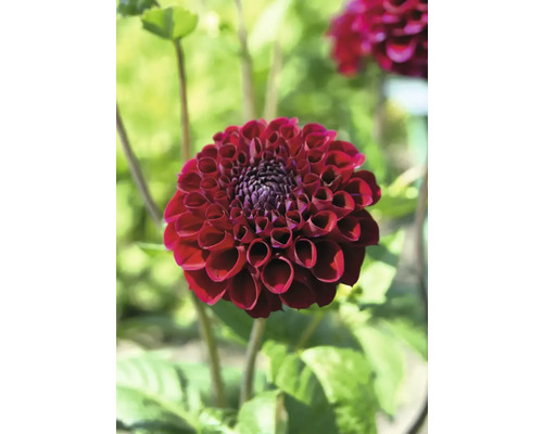 Prim-plan cu o singură floare de dalie roșu închis în grădină.