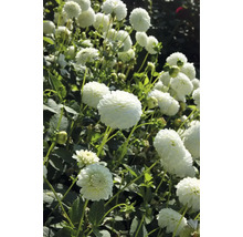 Prim-plan cu flori de dalie în grădină.