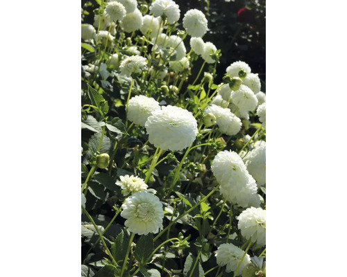 Prim-plan cu flori de dalie în grădină.