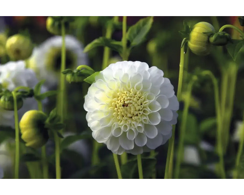 Prim-plan cu o dalie albă în grădină.