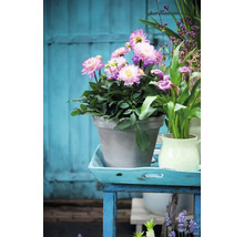 Aranjament cu dalii într-un ghiveci pe o masă