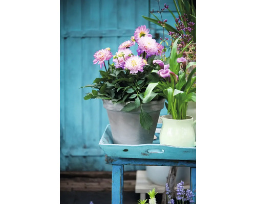 Aranjament cu dalii într-un ghiveci pe o masă