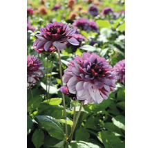 Prim-plan cu dalii într-un strat de grădină