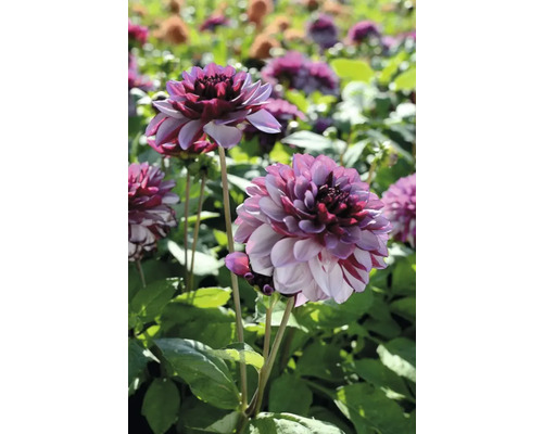 Prim-plan cu dalii într-un strat de grădină