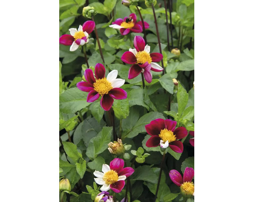 Prim-plan cu flori de dalie într-un strat de grădină