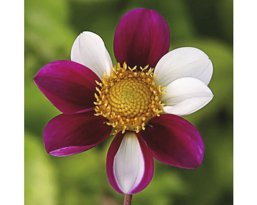 Floare cu petale albe și bordo