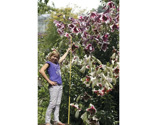 Arbore de crin cu fată și ruletă în grădină