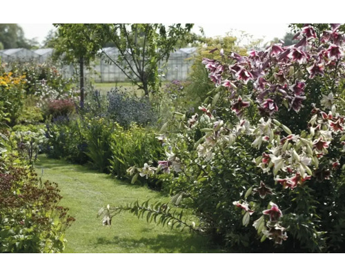 Grădină luxuriantă cu flori și plante verzi