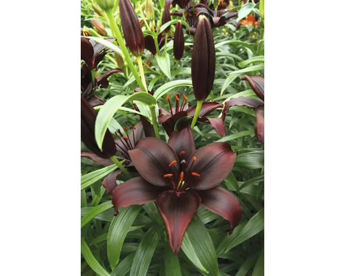 Prim-plan cu flori de crin negru cu frunze verzi