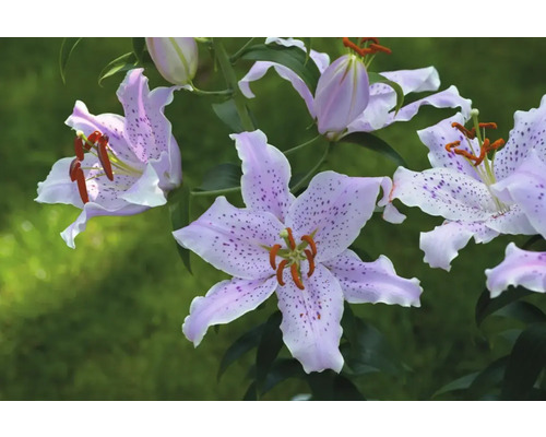 Prim-plan cu flori de crin cu model punctat