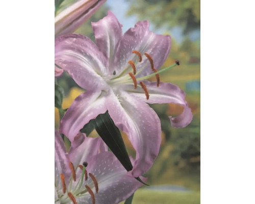 Prim-plan al unei flori de crin