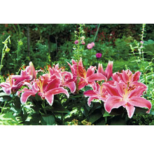 Grup de crini roz într-o bordură de grădină