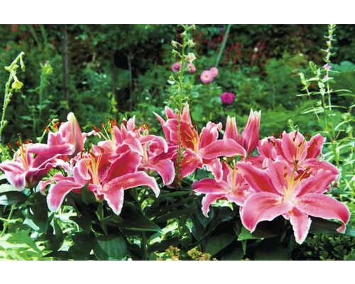 Grup de crini roz într-o bordură de grădină