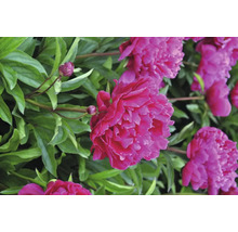 Prim-plan cu flori de bujor roz cu frunze verzi