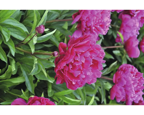 Prim-plan cu flori de bujor roz cu frunze verzi