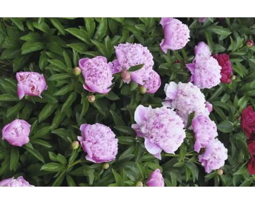 Prim-plan cu bujori roz și roșii într-un strat de grădină