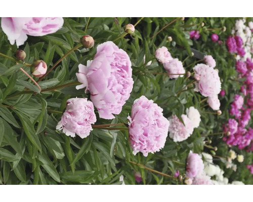 Prim-plan cu bujori roz și albi în grădină.