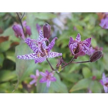Bulbi de flori FloraSelf crin Tricyrtis 3 buc.