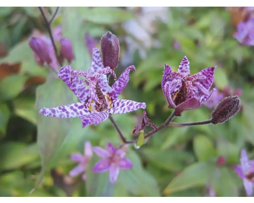 Prim-plan cu un crin brotac înflorit cu petale violet și un model pătat.