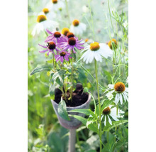 Prim-plan cu flori de echinacea mov și albe într-o grădină.