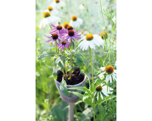 Prim-plan cu flori de echinacea mov și albe într-o grădină.