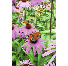 Fluture pe o floare de Echinacea purpurie în grădină.