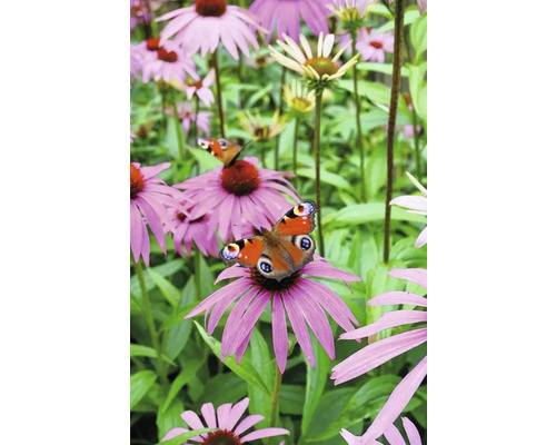 Fluture pe o floare de Echinacea purpurie în grădină.