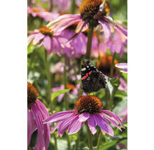 Fluture pe echinaceea purpurie în grădină.