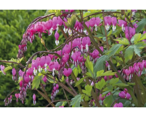 Floare inimă sângerândă cu flori în formă de inimă