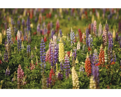 Câmp cu flori colorate de lupin