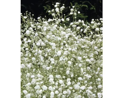 Gipsophila cu flori mici albe
