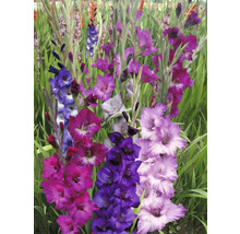 Gladiole multicolore într-un strat de grădină