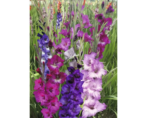 Gladiole multicolore într-un strat de grădină